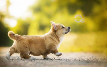 Corgi Wallpaper Top Background