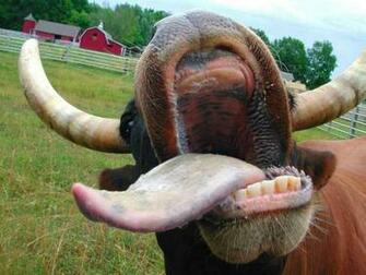 Cow Wallpaper HD In Animals Imageci