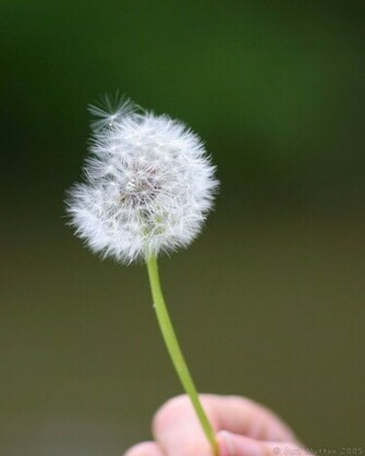Blowing Dandelion Wind In The Trees Wallpaper