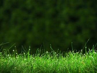 Grass Cool Nature Wallpaper Organic Plants Widescreen