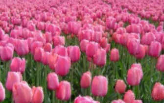 Pink Tulip Field Wallpaper Ibackgroundwallpaper