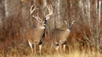Deer Hunting Background Net