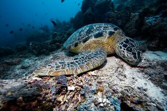 In The Sea On Stone Ocean Life Nature HD Background Wallpaper