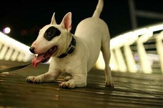 Bull Terrier Wallpaper Full HD 3976y48 4usky