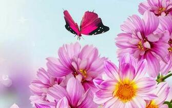 Butterfly Cute Pictures Spot Jpg