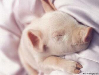Piglet Domestic Animals Wallpaper