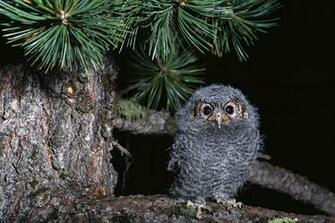 Cute Baby Owl Wallpaper