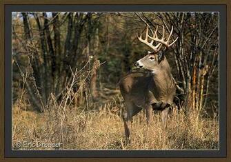 Funny Pictures Feedio Net Whitetail Deer Photos