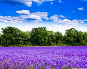 Wallpaper Hub Lavender Field