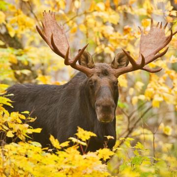 Bull Moose In Yellow