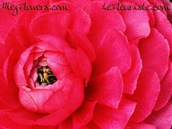 Megflowers Wallpaper Small Jpg