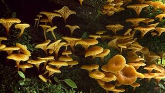 Mushroom Wallpaper