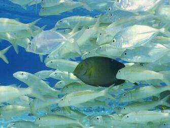 Underwater Fish Wallpaper