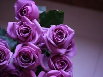 Lindas Rosas Roxas Vetor