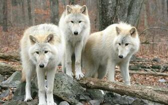 Timber Wolf Wallpaper