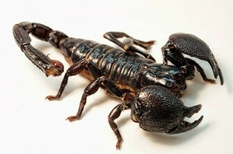 Scorpio Wallpaper