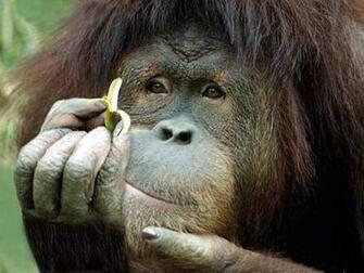 Love Animal Image Hear U Can Easily Animals Wallpaper