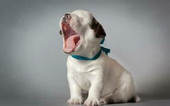 Cute Sleepy Puppy Funny Animals Dog Picture HD Wallpaper