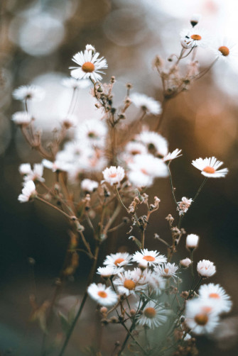 Wildflowers Je6l1xbrnc7l9lk2 Wallpaper