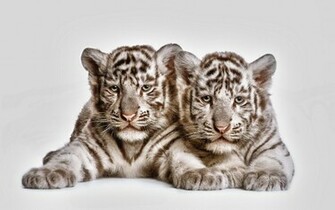 Animal White Tiger Cub Cubs Cat Wallpaper