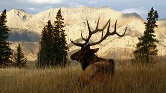 Elk Wallpaper