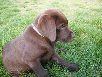 Chocolate Lab Puppies Image Thecelebritypix