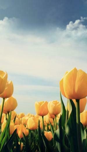 Wallpprs Yellow Tulips 4k HD Wallpaper