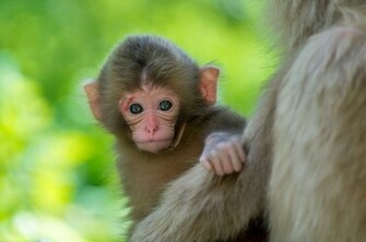 Monkey Computer Wallpaper Desktop Background Id