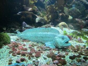 Bonny Wolffish Photo And Wallpaper Cute Pictures
