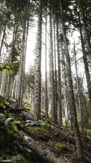 Preserved Woodland In Chamonix Valley Mobile Phone Wallpaper 4k