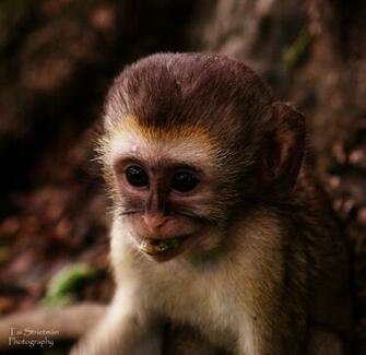 Pet Monkey