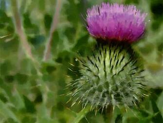 Thistles Desktop Background Wallpaper