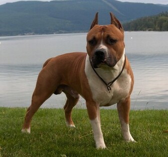 Pitbull Dog HD Wallpaper New Desktop Background Image Of