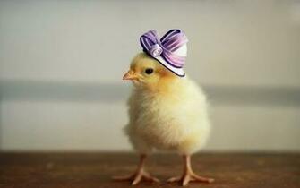 Hen Wallpaper Beautiful Bird