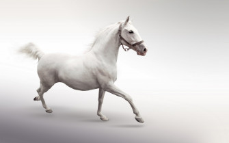 White Horse Wallpaper