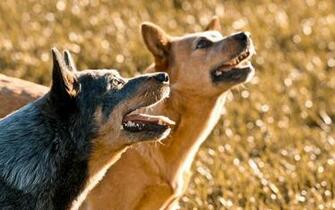 Blue Heelers HD Wallpaper Background Image Id