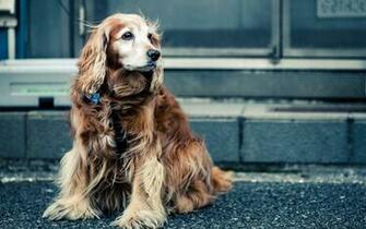 Cocker Spaniel Wallpaper