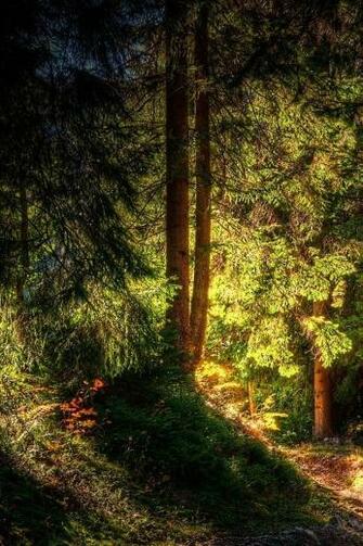 iPhone Nature Wallpaper Forest Full HD