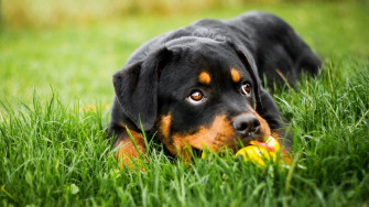 Puppy Baby Animal Dog Rottweiler 4k Ultra HD Wallpaper