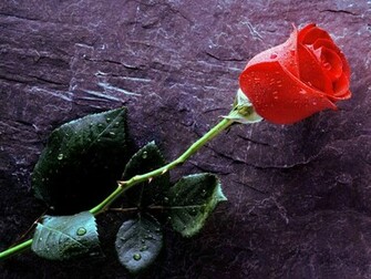 Wallpaper Rose Desktop And Background