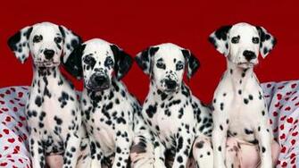 Dalmation Dog Full HD Wallpaper