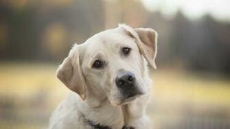 Labrador Retriever HD Wallpaper Animals
