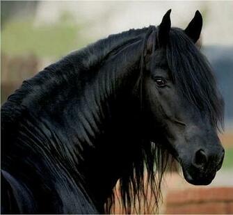 Friesian Mare Wallpaper Image In The Horses Club