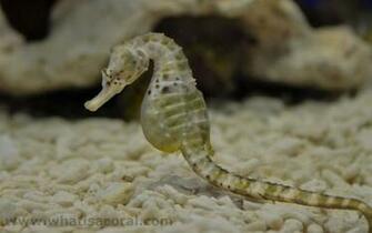 Hippocampus Abdominalis En Big Bellied Seahorse De Dickb Uchige