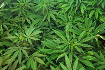 Cannabis Seeds Plaza Wallpaper