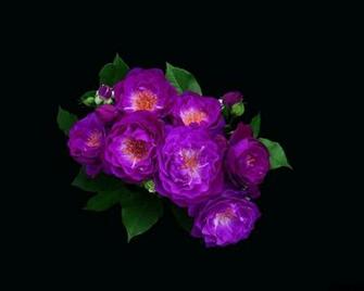 Flowers Dark Background Wallpaper HD Background