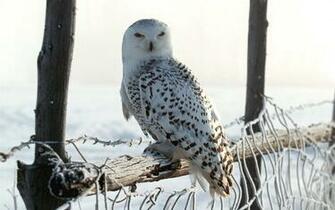 Net Winter White Owl Animal World Series Wallpaper Html
