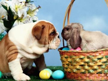 Basket Dog Easter Eggs Rabbit Wallpaper Background Best Stock