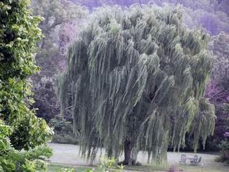 Weeping Willow Wallpaper