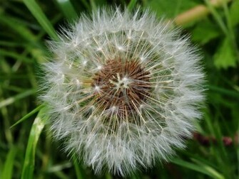 Dandelion Clocks Wallpaper Background HD Desktop